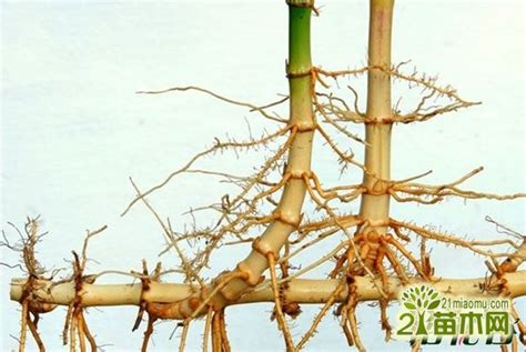 竹子繁殖方式 坤方納水